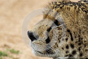 Closeup shot of a Cheetah in a jungle in South Africa