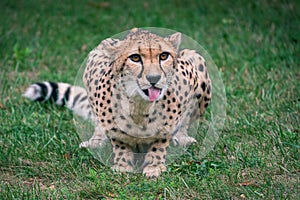 Closeup shot of cheetah lying down on a green grass