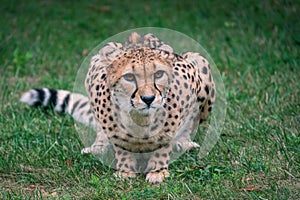 Closeup shot of cheetah lying down on a green grass