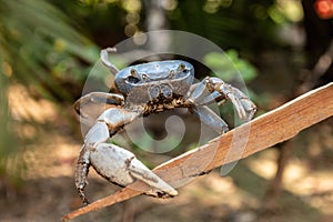 Closeup shot of a Chesapeake blue crab on a piece of wood during daylight