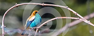 Closeup shot of a chestnut-backed tanager bird (Tangara preciosa) perched on a branch photo