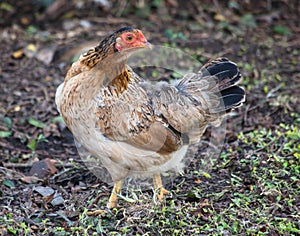 Closeup shot of a chicken on a groun