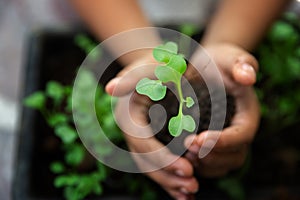 Closeup shot of a children holding a green plant in palm of her hand.