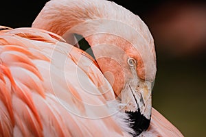 Closeup shot of a Chilean flamingo& x27;s head hanging down to its neck