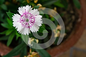 A closeup shot of china pink flower in full bloom ia flower pot in an Indian household. Dianthus chinensis commonly known as