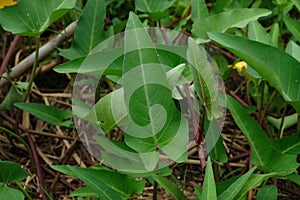 Closeup Shot of Chinese Convolvulus or Water Spinach Leaf (Ipomoea Aquatica
