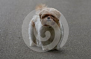 Closeup shot of a Chinese Imperial Dog walking on the concrete ground