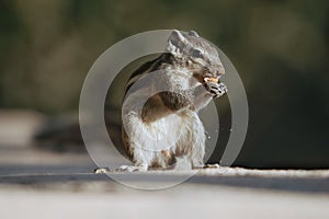 Closeup shot of a chipmunk eating a nut