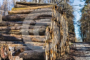 A closeup shot of a chopped stack of firewood in the forest