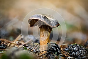Closeup shot of Chroogomphus rutilus in a forest during the day