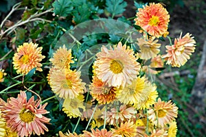 A closeup shot of Chrysanthemums flowers and leaves. Sometimes called mums or chrysanths, are flowering plants of the genus