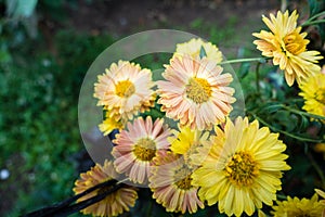 A closeup shot of Chrysanthemums flowers and leaves. Sometimes called mums or chrysanths, are flowering plants of the genus