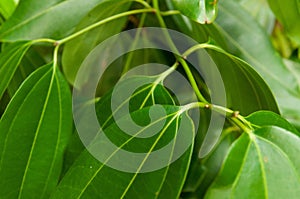 Closeup shot of the Cinnamomum camphora tree's patterned leaves