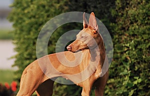 Closeup shot of a Cirneco dell Etna dog on a blurred background photo