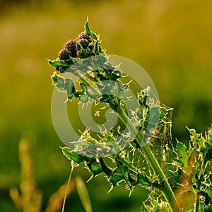 Closeup shot of Cirsium horridulum, bristly thistle with spider web.