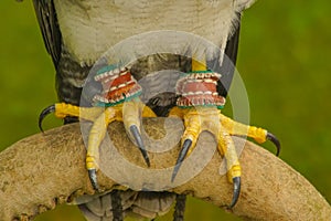 Closeup shot of claws of a hawk