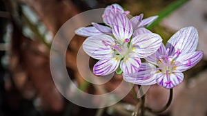 Closeup shot of Claytonia virginica flower