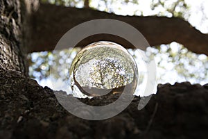 Closeup shot of a clear crystal ball on a tree trunk with the nature visible in the ball