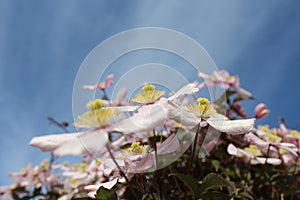 Closeup shot of Clematis Montana flowers on a blurred background