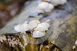 Closeup shot of a cluster of Oudemansiella mucida mushroom, growing on a wood log in the forest
