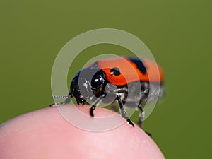 Closeup shot of the Clytra laeviuscula on the finger