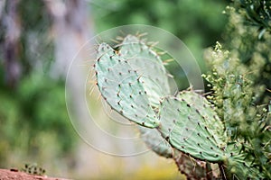 Closeup shot of a coastal prickly pear (Opuntia littoralis) cactus with blurred background