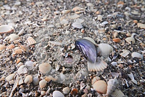 Closeup shot of cockleshells on the beach