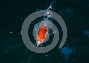 Closeup shot of a coho fish swimming in the water