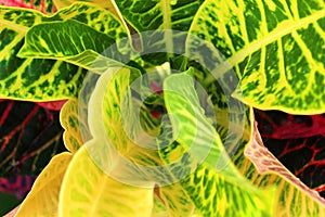 A closeup shot of a colorful croton plant .