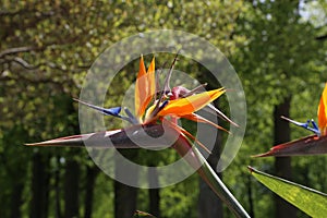 Closeup shot of a colorful flowerbird flower