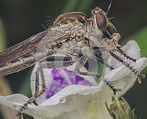 Closeup shot of the colorful robberfly