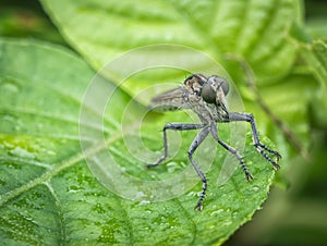 Closeup shot of the colorful robberfly