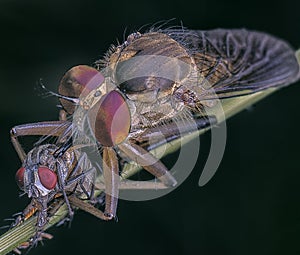 Closeup shot of the colorful robberfly