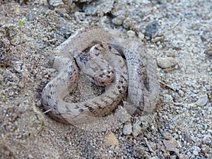 Closeup shot of a common copperhead snake