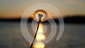 Closeup shot of a common dandelion during sunset