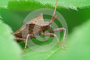 Closeup shot of a common dock bug, Coreus marginatus