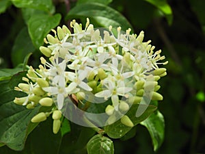 Closeup shot of a common dogwood twig in bloom with white blossoms