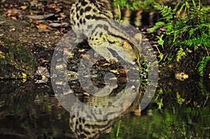 Closeup shot of a common genet viverrid drinking from a pond in a forest photo