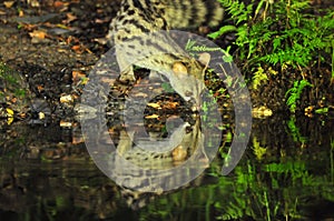 Closeup shot of a common genet viverrid drinking from a pond in a forest photo
