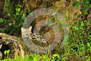 Closeup shot of a common genet viverrid walking around in a forest photo