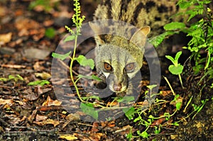 Closeup shot of a common genet viverrid walking around in a forest photo