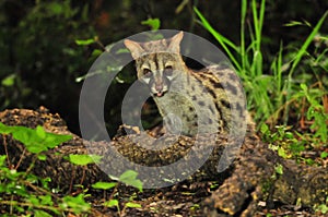 Closeup shot of a common genet viverrid warlking around in a forest photo