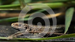 Closeup shot of a common lizard (Zootoca vivipara) crawling through the plants