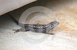 Closeup shot of a common lizard (zootoca vivipara) on the ground