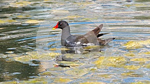 Closeup shot of common moorhen swimming in pond on sunny day