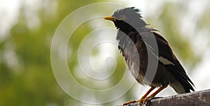 Closeup shot of a common myna (Acridotheres tristis) perched on the tree