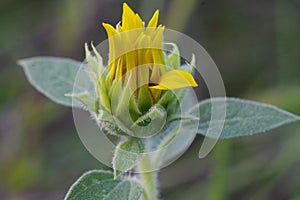 Closeup shot of a common sunflower bud
