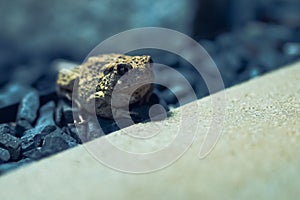 Closeup shot of a common toad (Bufo bufo) on black pebbles