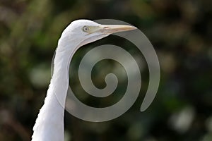 Common cattle egret