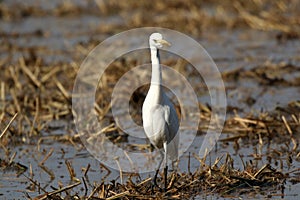 Common cattle egret